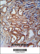 MOSC1 Antibody