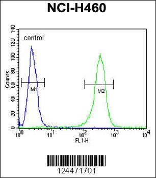 ZNF473 Antibody