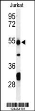 PRUNE Antibody