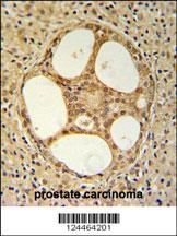 PRUNE Antibody