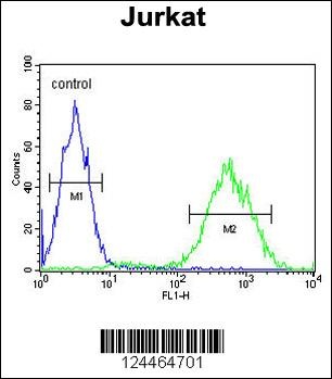 PRUNE Antibody