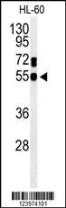 GDA Antibody