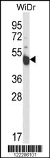 INSC Antibody