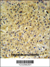 INSC Antibody