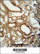 INSC Antibody