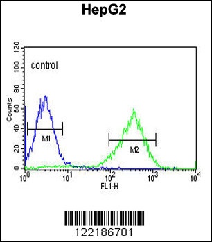 HFE2 Antibody