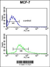 KRT1 Antibody