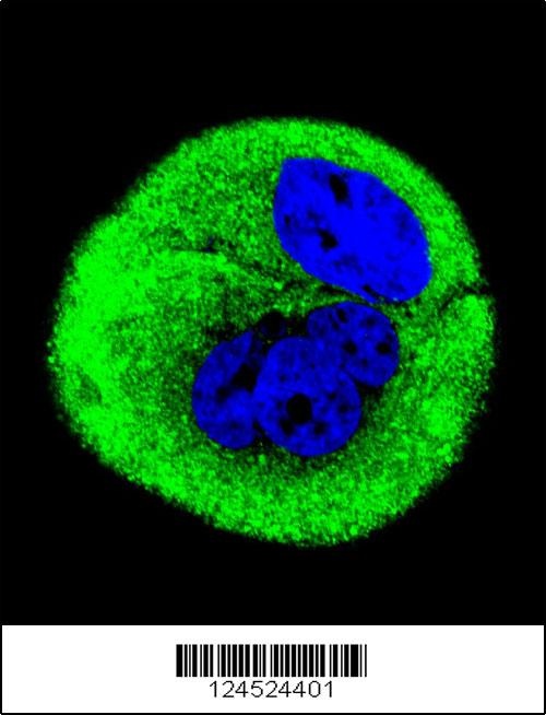 COXI Antibody