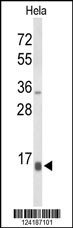 NPW Antibody