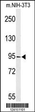 TAF3 Antibody