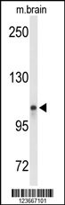 LONP2 Antibody