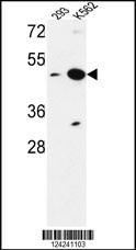 NUPL2 Antibody