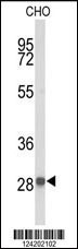 YIPF5 Antibody