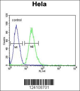 RPL31 Antibody