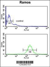 NUCKS1 Antibody