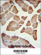 LFNG Antibody