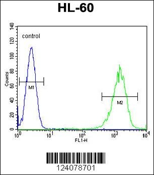 LFNG Antibody