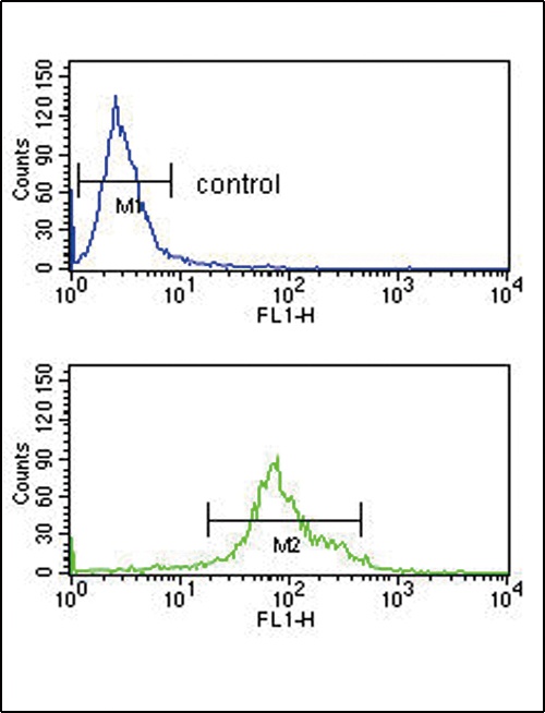 HSD17B3 Antibody