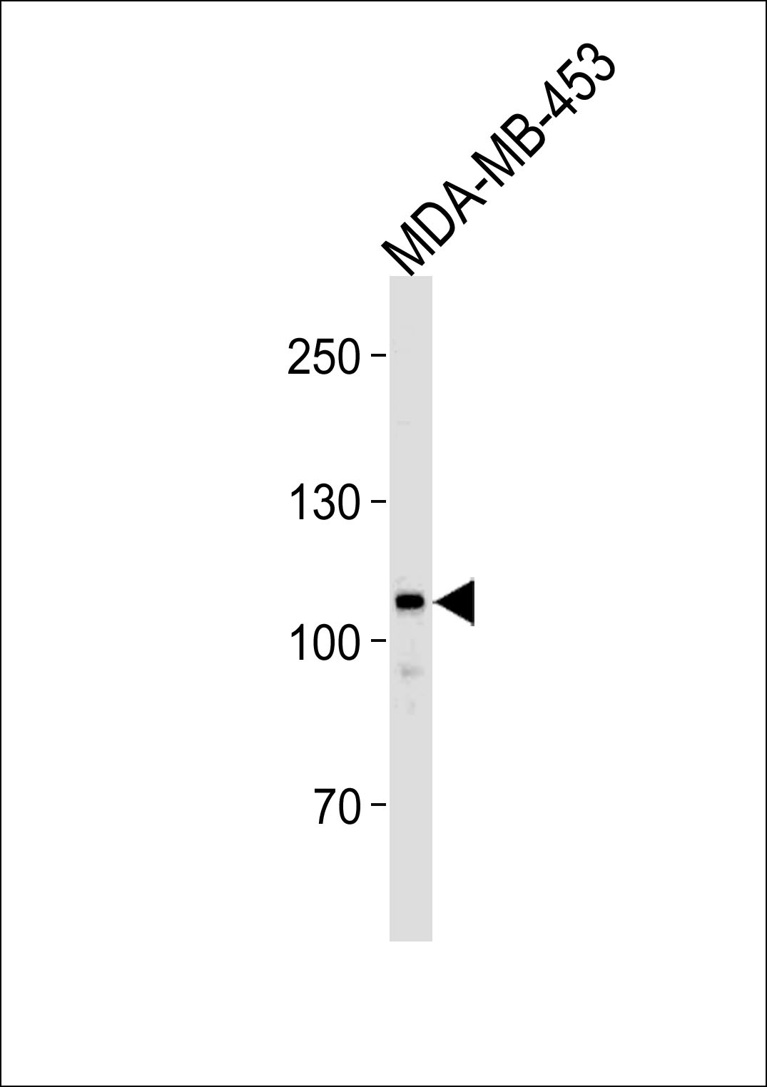 GEN1 Antibody