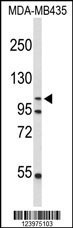 GEN1 Antibody