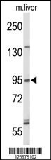 GEN1 Antibody