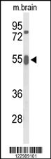 GRB7 Antibody