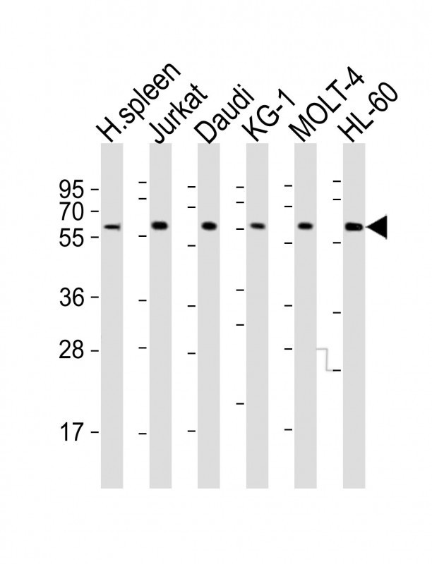 IL2RG Antibody