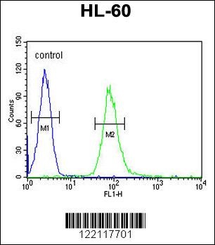 IL2RG Antibody