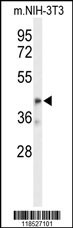 OLFML3 Antibody
