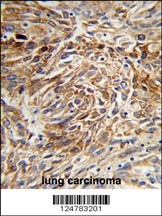 AGR3 Antibody