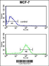 AGR3 Antibody
