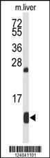 HBA1 Antibody