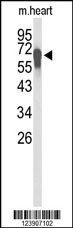 FBXL5 Antibody