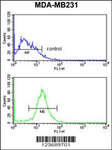 DIRAS1 Antibody