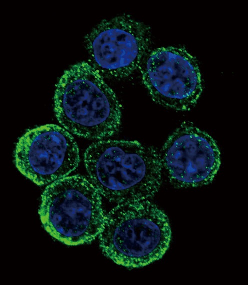 EXT2 Antibody