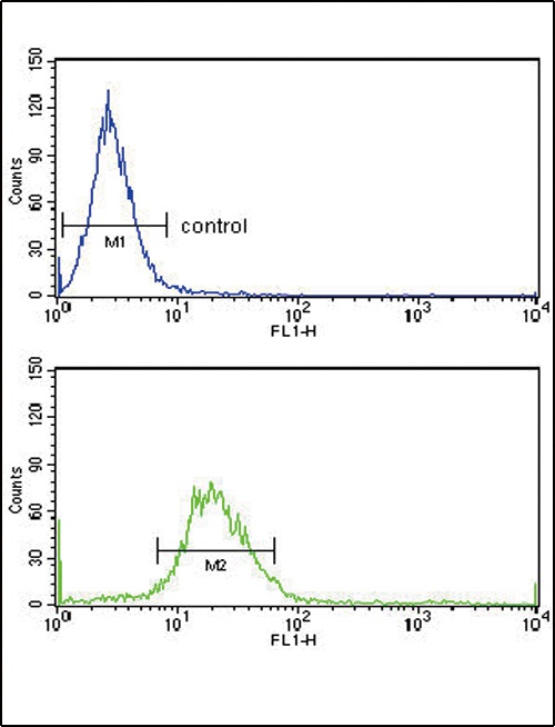 EXT2 Antibody