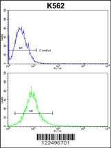 MT-ND2 Antibody