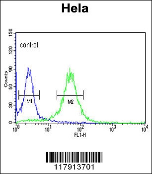 COG2 Antibody