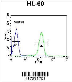 PLVAP Antibody
