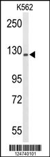 TRERF1 Antibody