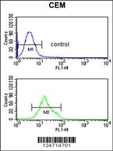 TCHP Antibody