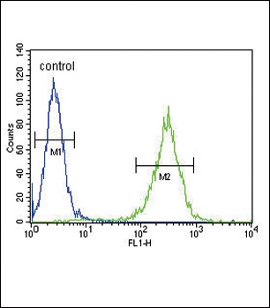 HSD17B12 Antibody