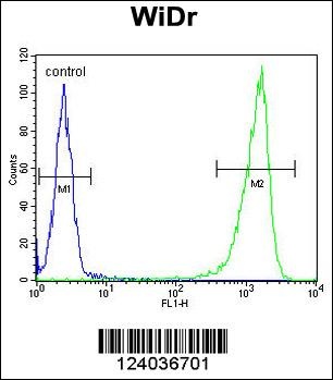 GUSB Antibody