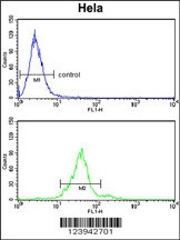 GALNT2 Antibody