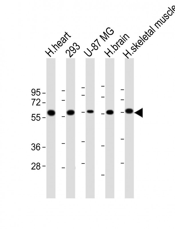 ENTPD2 Antibody