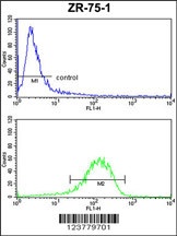 ENTPD2 Antibody