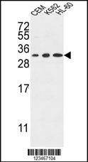 TSPAN2 Antibody