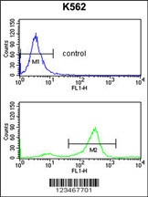 TSPAN2 Antibody