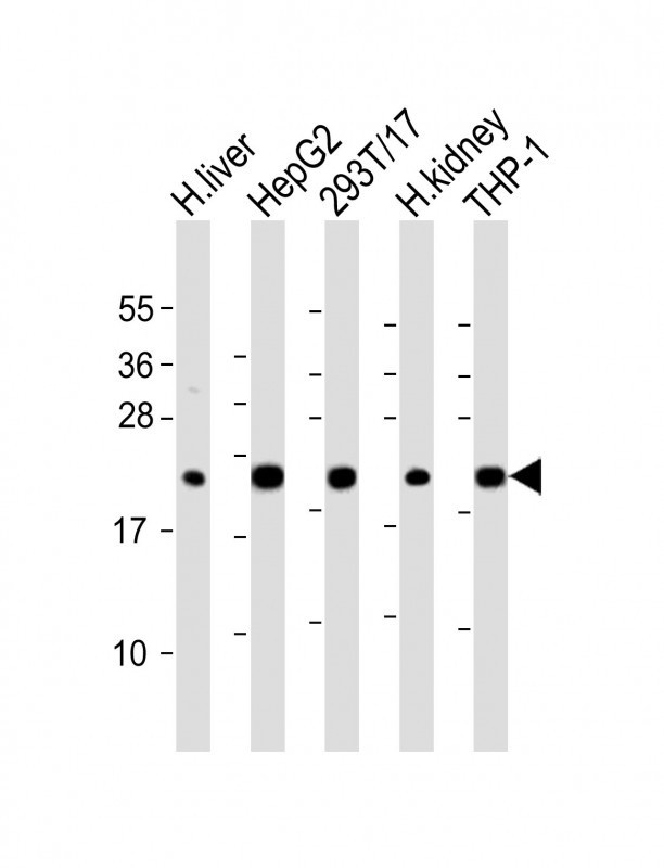 GPX1 Antibody