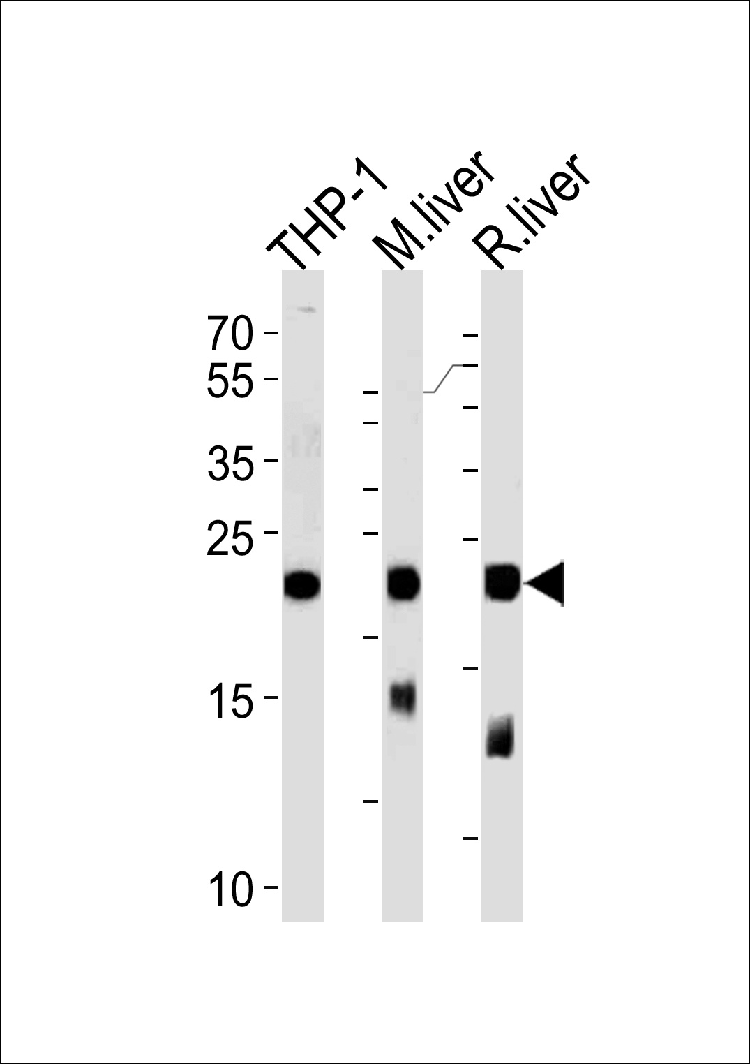 GPX1 Antibody